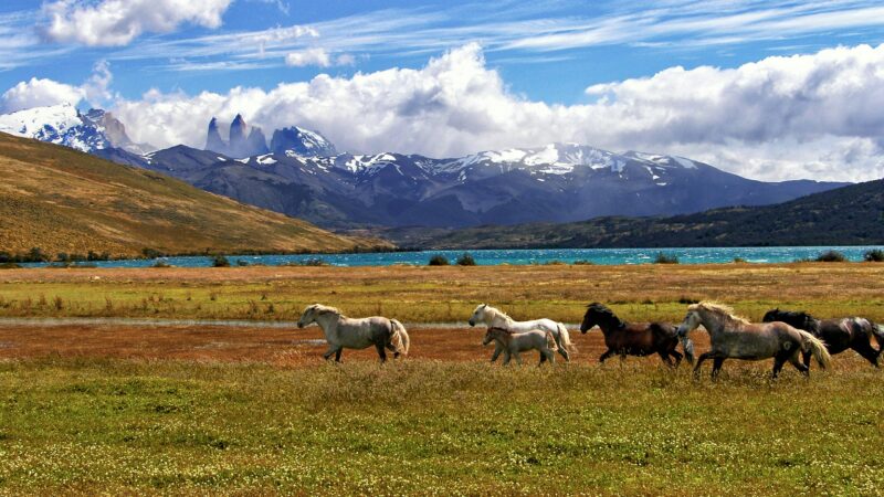 patagonia