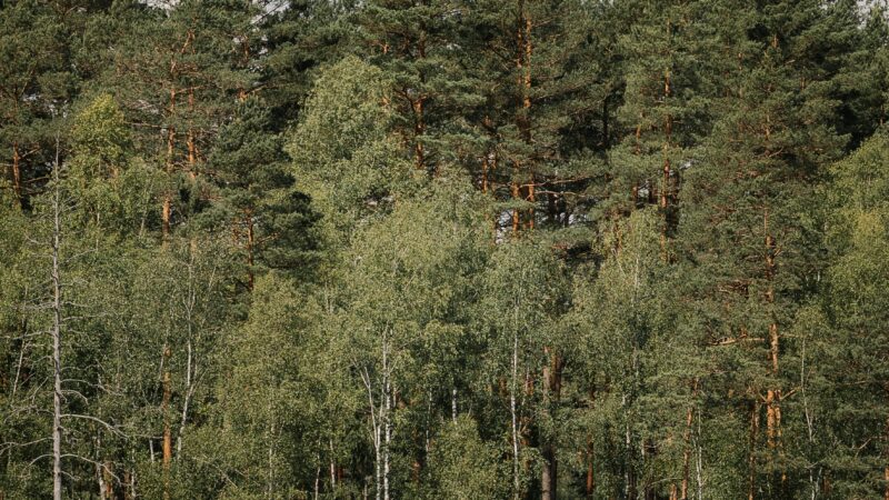 a group of trees in a forest